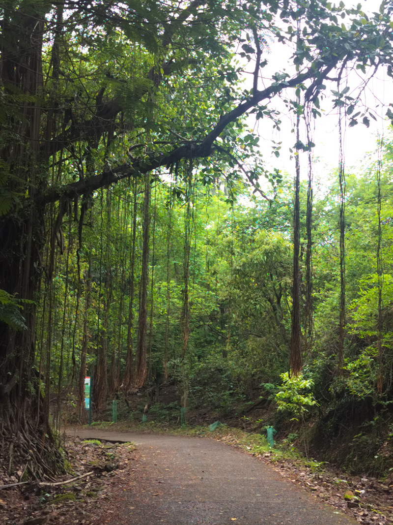 Banyan Tree