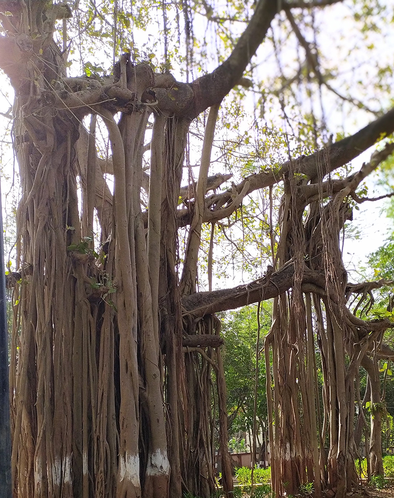 Banyan Tree